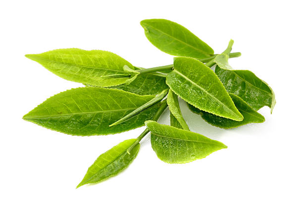 CAMELLIA SINENSIS EXTRACT