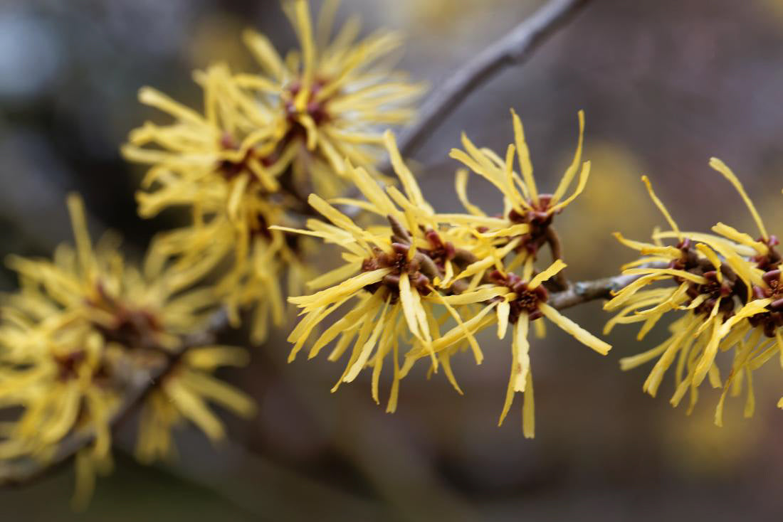 HAMAMELIS VIRGINIANA EXTRACT